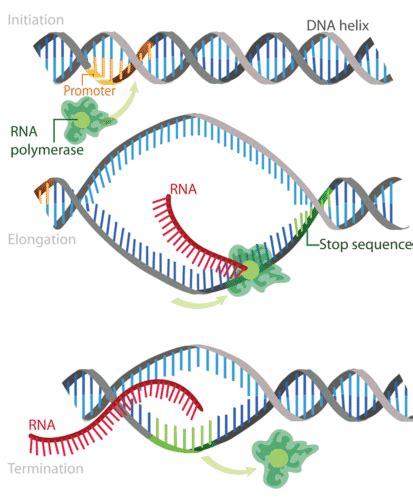 Steps of Genetic Transcription | Biology for Majors I