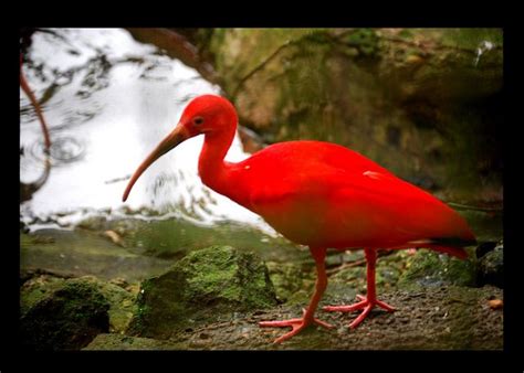 Sacrlet Ibis | Exotic birds, Pretty birds, Trinidad