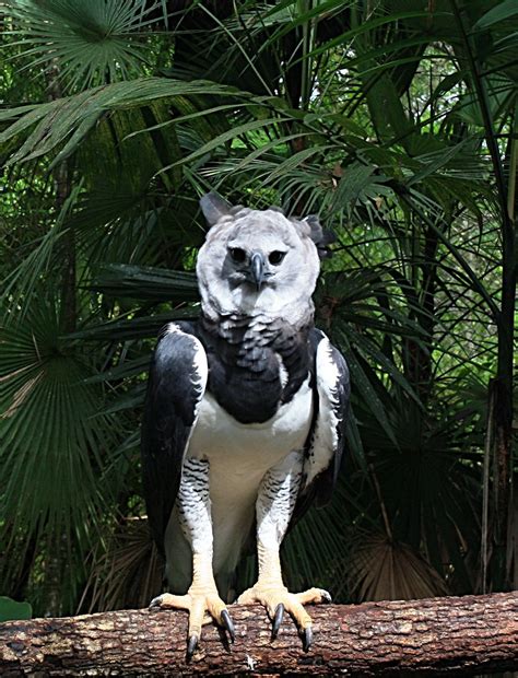 Male Harpy Eagle in Belize | This magnificent male harpy eag… | Flickr