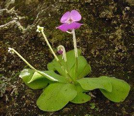 Butterwort - Connecticut's Beardsley Zoo