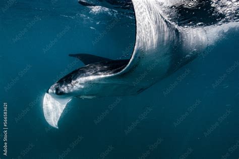 Manta ray swimming close to the ocean surface Stock Photo | Adobe Stock