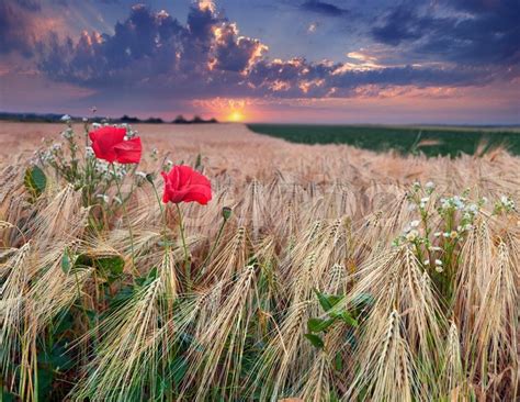 Beautiful summer sunset on a wheat ... | Stock image | Colourbox