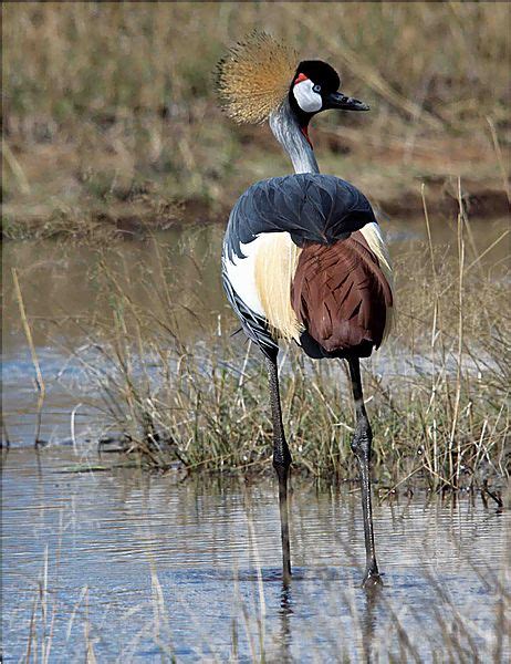 The Crested Crane photo, Limuru Kenya Africa