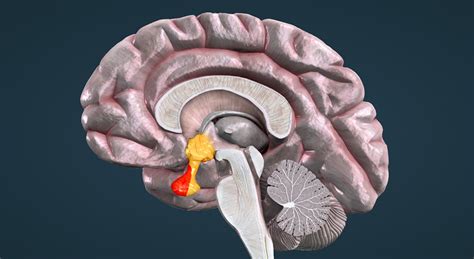 Hypothalamic-pituitary axis - 3D scene - Mozaik Digital Education and Learning