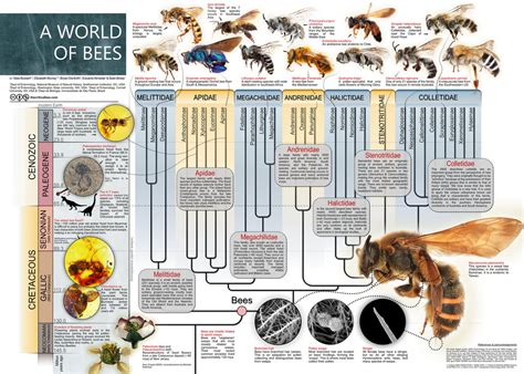 Bees: How diverse can they be? - UC BERKELEY URBAN BEE LAB