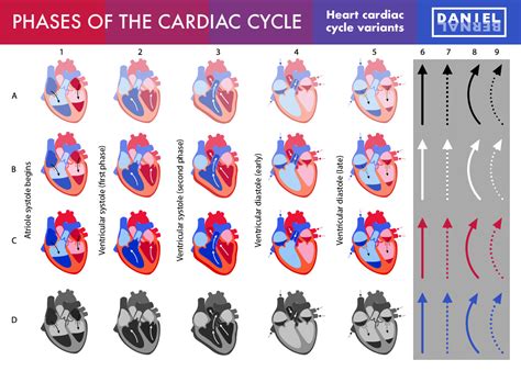 Cardiac Cycle Chart