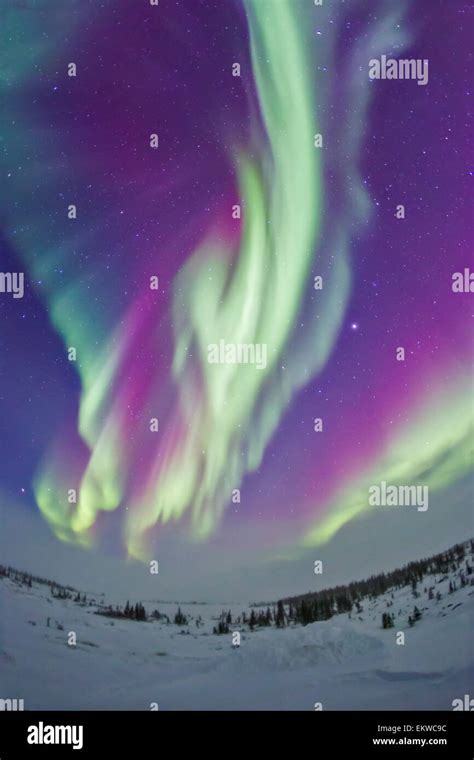 February 16, 2015 - The Northern Lights in Churchill, Manitoba, Canada, at 58 degrees latitude ...