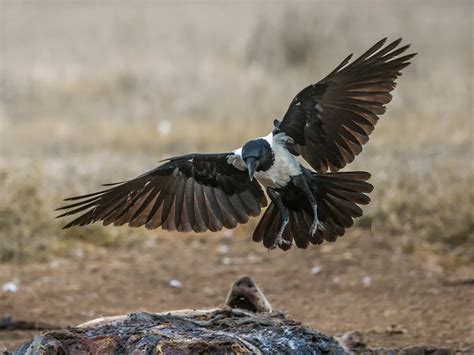 Pied Crow Bird Facts (Corvus albus) | Birdfact