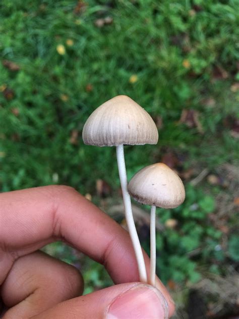 Are these liberty caps? They seem too big - Mushroom Hunting and Identification - Shroomery ...