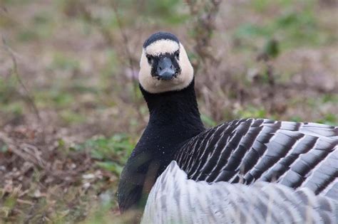 Why do barnacle geese jump off cliffs? | Barnacle goose facts | WWT