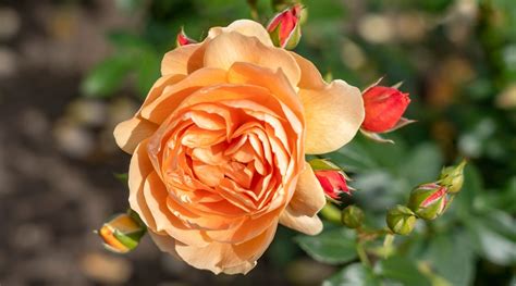 13 Beautiful Orange Rose Varieties for Vibrant Garden Color