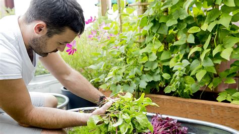 Harvesting & Using Microgreens | Microgreens, Chef steps, Harvest