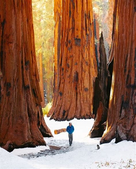 Guide To Visiting Sequoia National Park In The Winter