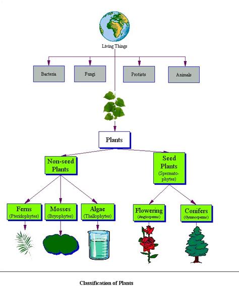 Classifying Plants