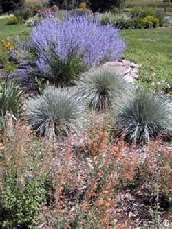 1906 - Xeriscape Ornamental Grasses - PlantTalk Colorado