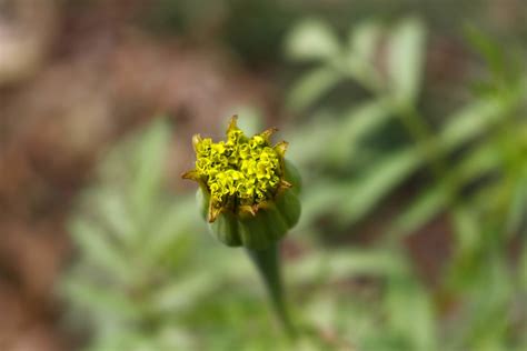 Flowering Plants in Outdoor Garden in Karachi Pakistan 2022 19079640 ...