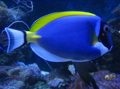 JWallpapers.com: The Leading J Wallpaper Site on the Net | Dory fish ...