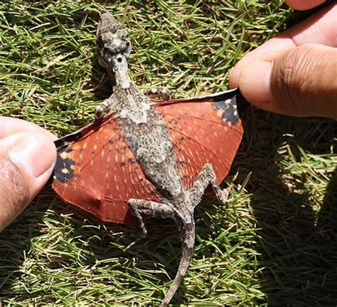 Un dragón volador fotografiado en Indonesia, es real (Fotos) | | Planeta Curioso