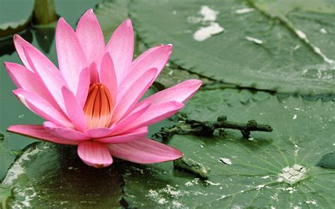 wallpapers: Lotus Flower Wallpapers