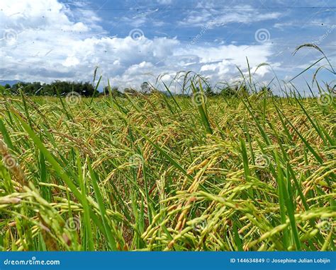 Rice Ripe Paddy Field Ready for Harvest Season. Stock Image - Image of asian, colorful: 144634849