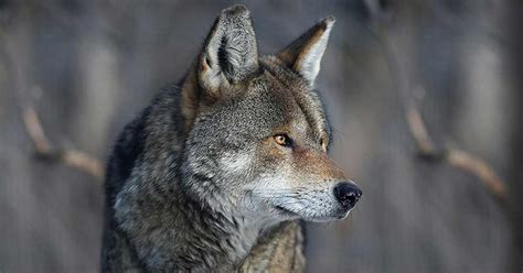 The Disappearing North Carolina Red Wolf | Outer Banks Coastal Life