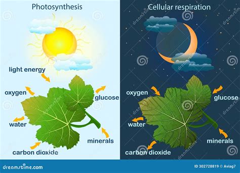 Photosynthesis Diagram. Process of Plant Produce Oxygen. Photosynthesis ...