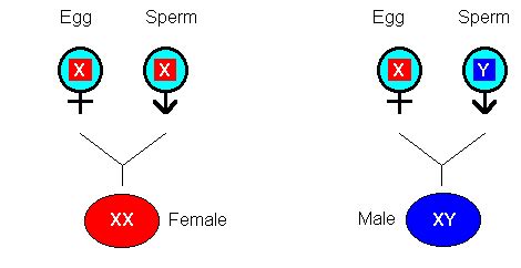 Genetics | Mind Map