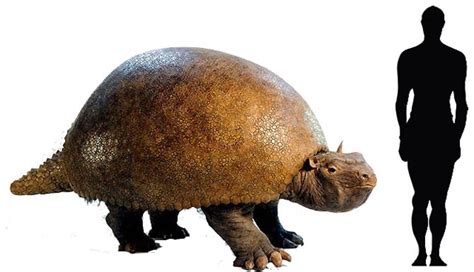 Glyptodon – walking fortress | DinoAnimals.com