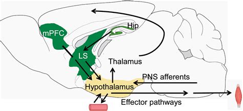 To eat? To sleep? To run? Coordination of innate behaviors by lateral hypothalamus