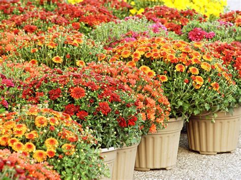 How To Grow And Care For Mums For Plenty Of Fall Color | Fall mums ...