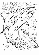 Free Shark coloring page To Print  Coloring Pages sketch template