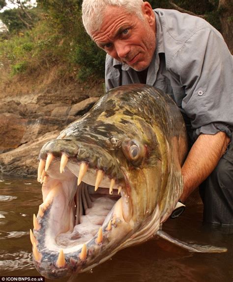 Goliath Tigerfish « Creepy Animals