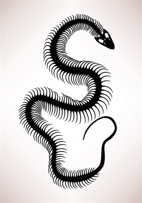 Snake Bone Skeleton. 342168 Vector Art at Vecteezy