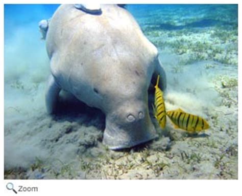 Dugongidae - dugongs | Wildlife Journal Junior