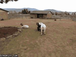 16 Very Funny Goat Gifs - Dose of Funny