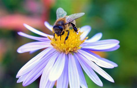 ¿Cuáles son las plantas melíferas?: qué son y tipos | Cuidado del ...