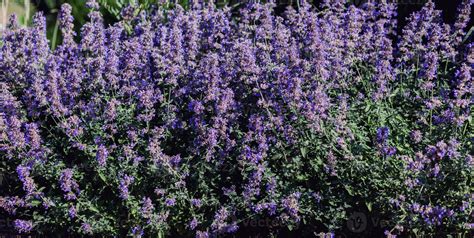 lavender aromatic flowers 20105199 Stock Photo at Vecteezy