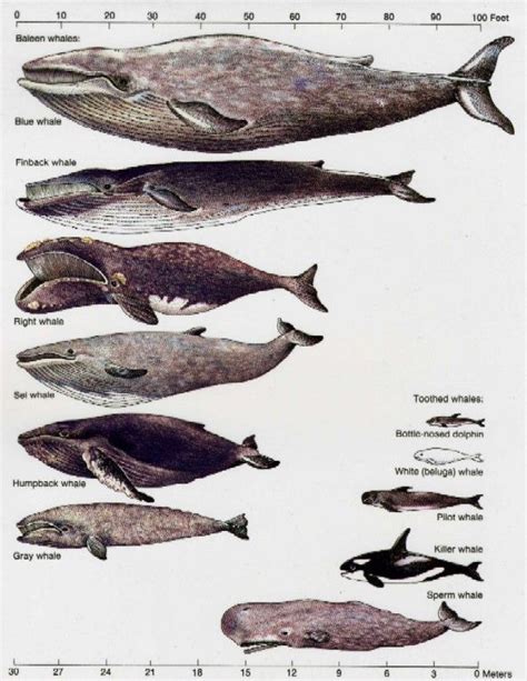 Blue whale vs killer whale size - flicksGros