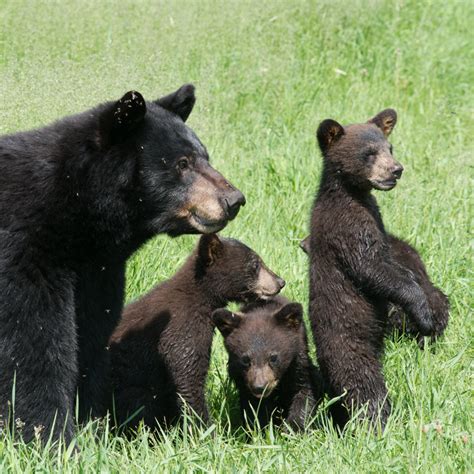 Black Bear Family Science | Wise About Bears