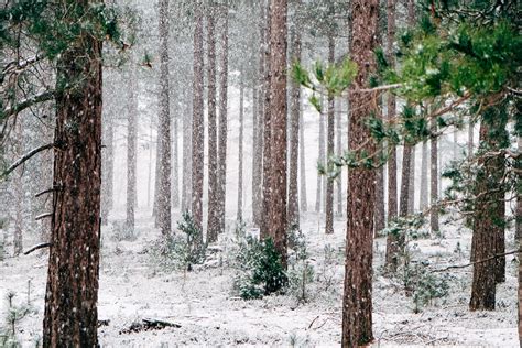 snow falling in an evergreen forest, snow falling in a forest 4k HD Wallpaper