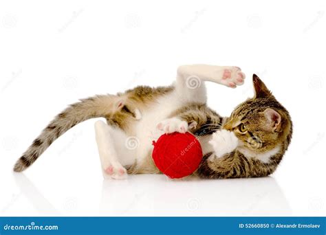 Cat Playing With A Ball. On White Background Stock Photo - Image: 52660850