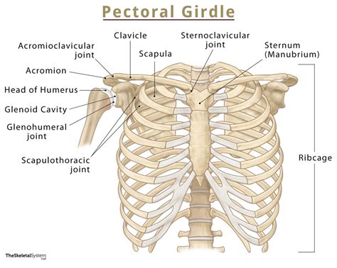 Pectoral (Shoulder) Girdle: Names of Bones, Functions, & Diagram