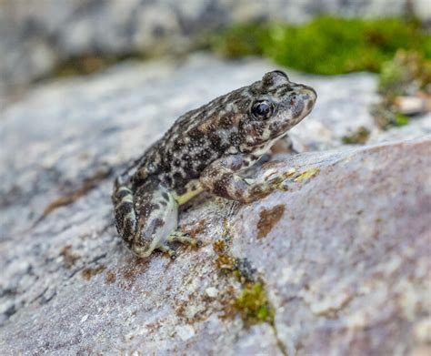 Mountain yellow-legged frog | San Diego Zoo Wildlife Explorers