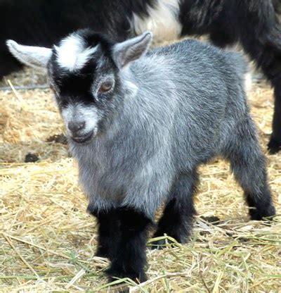 Pygmy Goat - Knowledge Base LookSeek.com