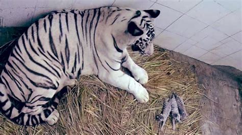 Delhi zoo welcomes three white tiger cubs after 7 years - Delhi News ...