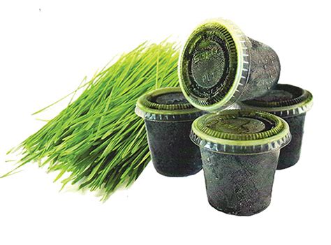 Frozen Wheatgrass Juice | 800wheatgrass.com