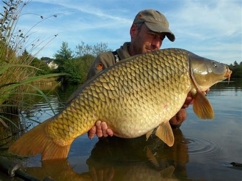 French Carp Fishing Lake: 20-47lb + plus a very Good Head of 30’s