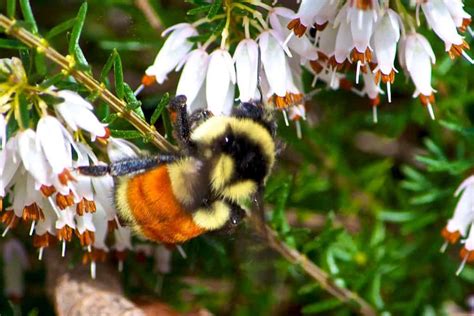 5 Strikingly Orange Bees - Pest Control Gurus