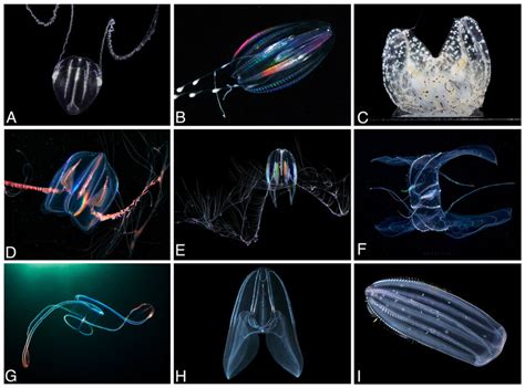 Ctenophores display a wide array of morphologies and ecological ...