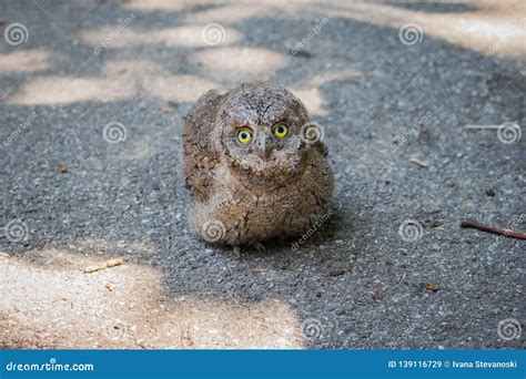 Common Scops Owl, Otus Scops, Little Owl In The Nature Habitat, Sitting On The Green Tree Branch ...